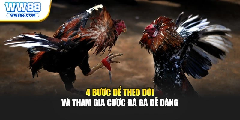 4 bước để theo dõi và tham gia cược đá gà dễ dàng
