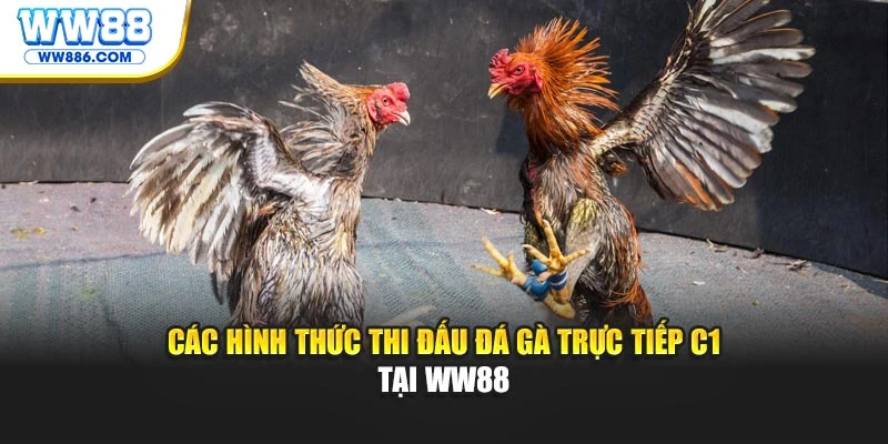 Các hình thức thi đấu đá gà trực tiếp C1 tại WW88