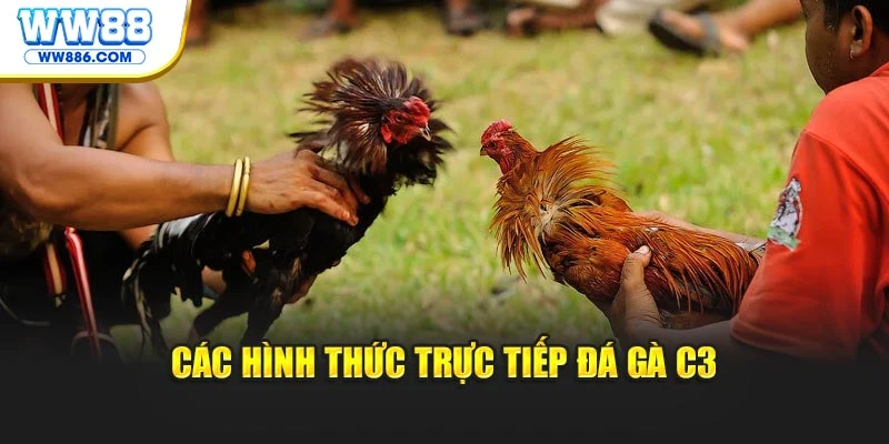 Các hình thức trực tiếp đá gà C3