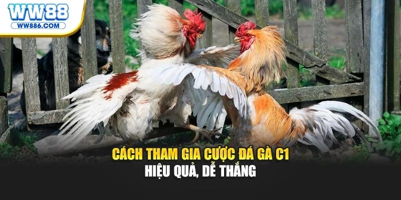 Cách tham gia cược đá gà C1 hiệu quả, dễ thắng