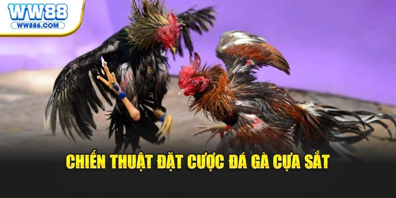 Chiến thuật đặt cược đá gà cựa sắt