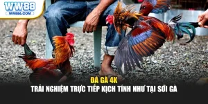 Đá Gà 4K - Trải Nghiệm Trực Tiếp Kịch Tín