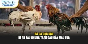 Đá Gà Cựa Dao - Bí Ẩn Sau Những Trận Đấu