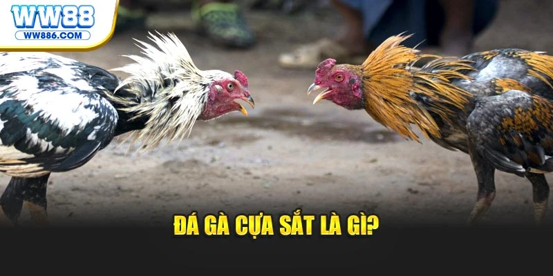 Đá gà cựa sắt là gì