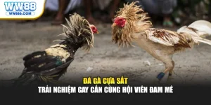 Đá Gà Cựa Sắt - Trải Nghiệm Gay Cấn