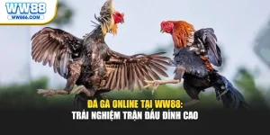 Đá Gà Online Tại WW88