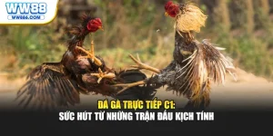 Đá Gà Trực Tiếp C1: Sức Hút Từ Những Trận Đấu Kịch Tính