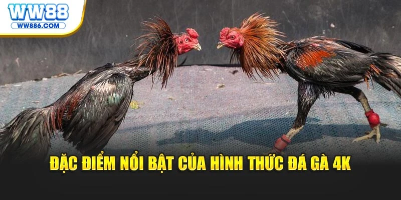 Đặc điểm nổi bật của hình thức đá gà 4K
