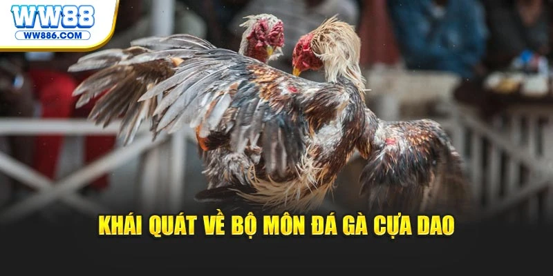 Khái quát về bộ môn đá gà cựa dao