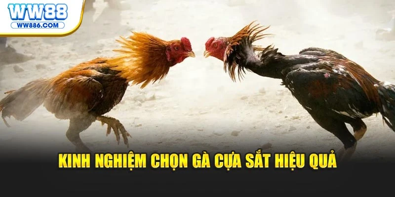 Kinh nghiệm chọn gà cựa sắt hiệu quả