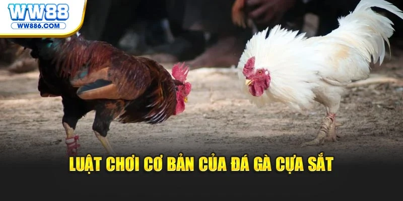 Luật chơi cơ bản của đá gà cựa sắt