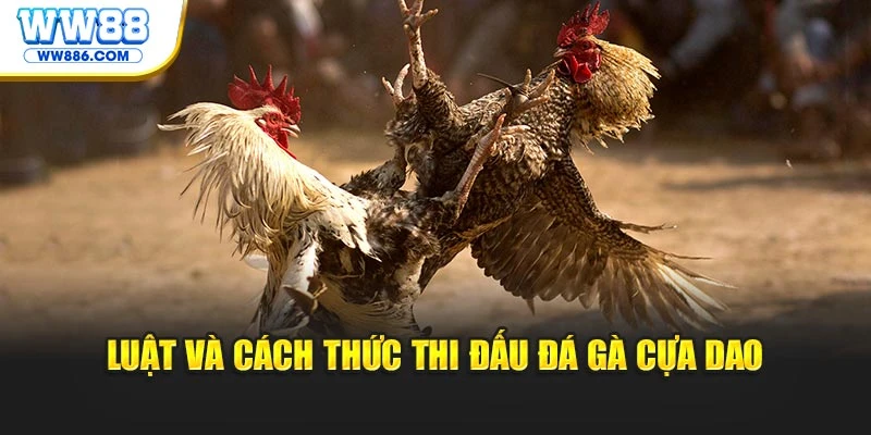 Luật và cách thức thi đấu đá gà cựa dao
