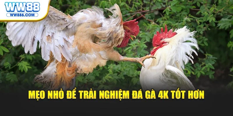 Mẹo nhỏ để trải nghiệm đá gà 4K tốt hơn
