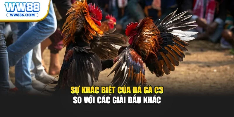 Sự khác biệt của đá gà C3 so với các giải đấu khác