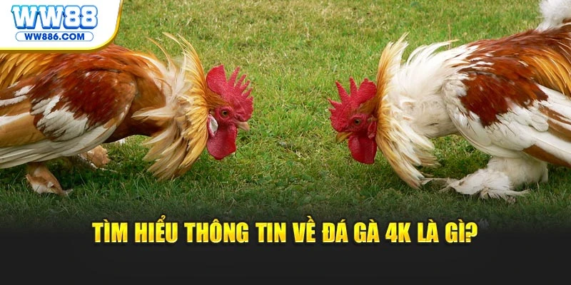 Tìm hiểu thông tin về đá gà 4K là gì