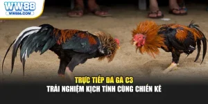 Trực Tiếp Đá Gà C3 - Trải Nghiệm Kịch Tính
