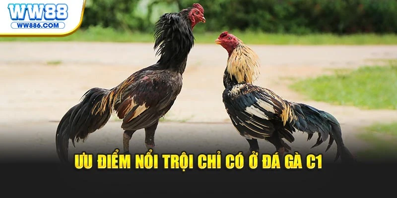 Ưu điểm nổi trội chỉ có ở đá gà C1